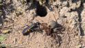 Anoplius viaticus (Black-banded Spider Wasp).jpg